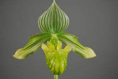 Paphiopedilum Venustum  Album