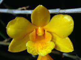 DENDROBIUM HANCOCKII – HONEY FRAGRANCE! (SPECIES)