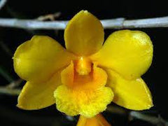 DENDROBIUM HANCOCKII – HONEY FRAGRANCE! (SPECIES)