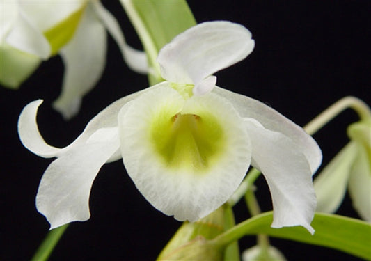 Dendrobium signatum
