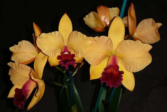 Blc. Topaz Jazzy 'Favourite'