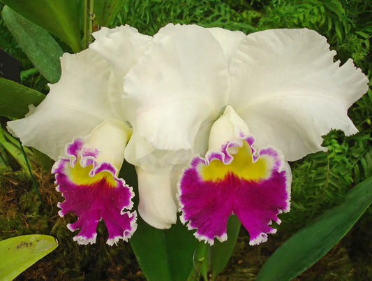 Lc. Melody Fair 'Mishima'