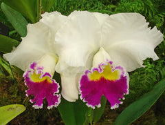 Lc. Melody Fair 'Mishima'