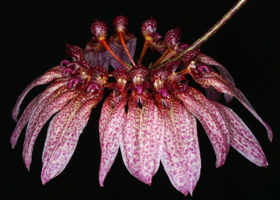 Bulbophyllum longiflorum 'Red'