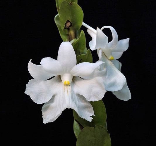 Dendrobium formosum x jyrdii (RARE Primary Hybrid)