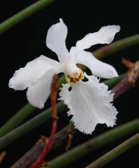 Holcoglossum Subulifolium
