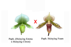 (IN FLOWER BUD) Paphiopedilum (Hsinying Emma x Hsinying Citron) x Hsinying Foam