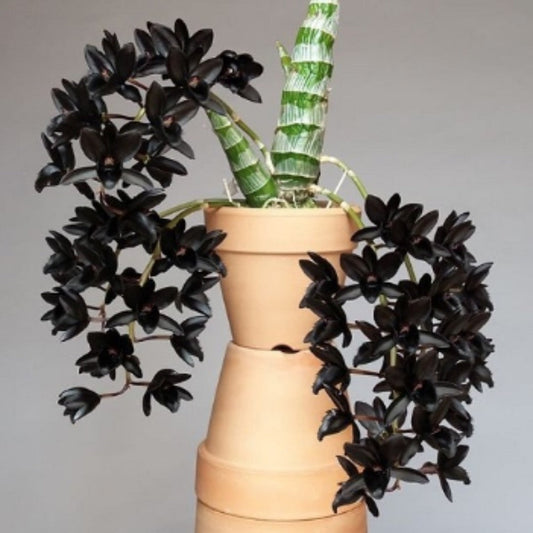 Pack of 4 Catasetum Varieties (SPECIAL!!!)