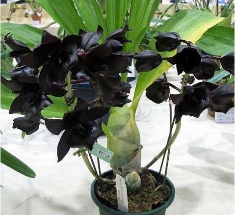 (Variegated Leaves) Monnierara Millennium Magic 'Witchcraft' FCC/AOS