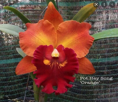 Rlc. Hey Song Orange (Fragrant)