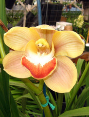 Cymbidium. Tropical Inferno x Cymbidium. Boogie Wonderland