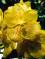 (In Spike Now) Vanda Suksamran Gold