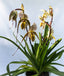 Paphiopedilum Glanduliferum X Paph. Saint Swithin