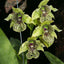 Den. Excelsa ( Macrophyllum X Convolutum)