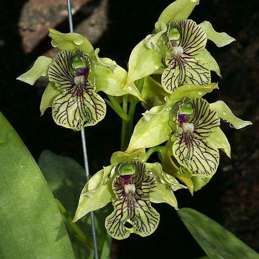 Den. Excelsa ( Macrophyllum X Convolutum)