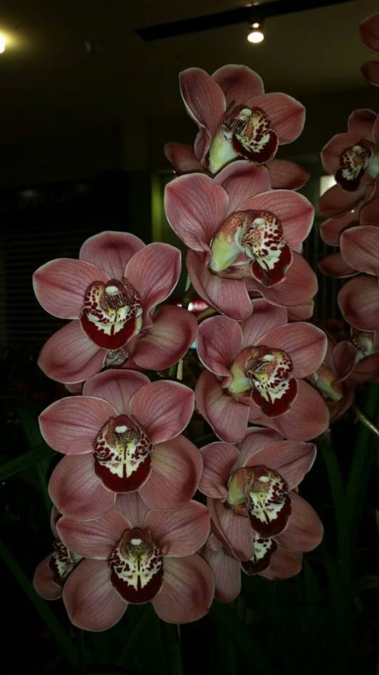 Cymbidium Kimberley Pass 'Tahila' X Cym. Spicy Khan 'Comet'