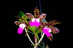 Cattleya landate 'SVO' X Cattleya Comets Tail 'SVO' (Spotty Beauty)