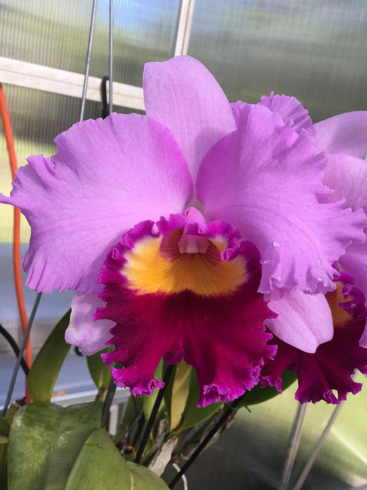 Lc. Irene Finney (Fragrant)