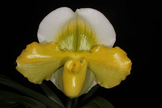 Paph. Stone Lovely 'Lucky Pick' x Paph. Charlesworthii fma. alba