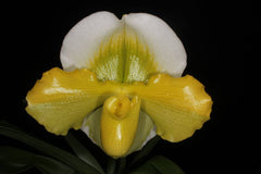 Paph. Stone Lovely 'Lucky Pick' x Paph. Charlesworthii fma. alba