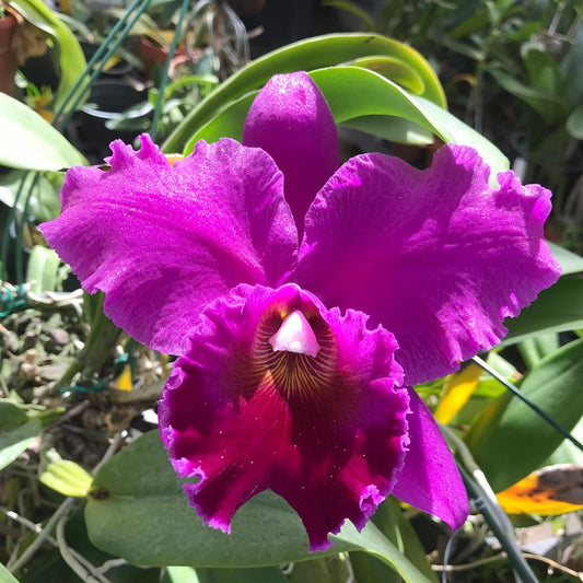 Cattleya Elizabeth Calor X Blc. Topaz Sublime 'Tall & Icy'