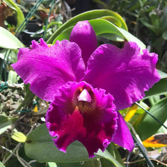 Cattleya Elizabeth Calor X Blc. Topaz Sublime 'Tall & Icy'