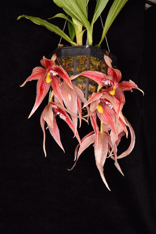 Paphinia Majestic (Paphinia cristata x Paphinia herrerae)