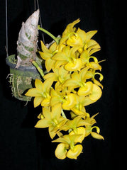 TOP Cycnodes Jumbo Puff ( Fragrant )