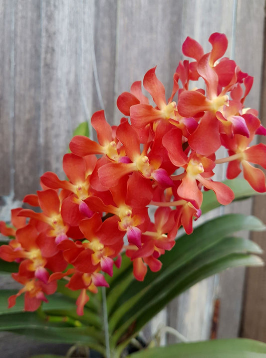 Perreiraara Bangkok Sunset x Ren. Storiei (IN BLOOM)