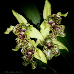 Den. Excelsa (Den. macrophyllum x Den. convolutum) Latourea Type