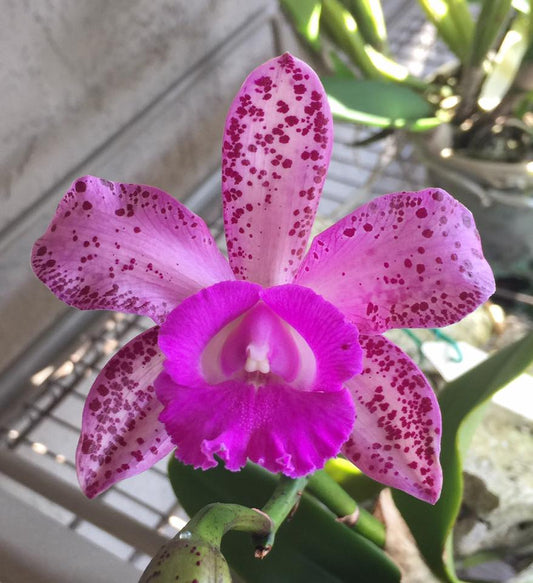 Lc. (Susan Holcombe x Choclate drop x Cat. Lulu) 4N