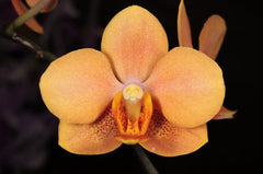 IN SPIKE! Vandaenopsis Jiaho's Orange (RARE Hybrid)