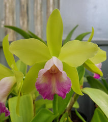 Cattleya Elizabeth Calor X Blc. Topaz Sublime 'Tall & Icy'