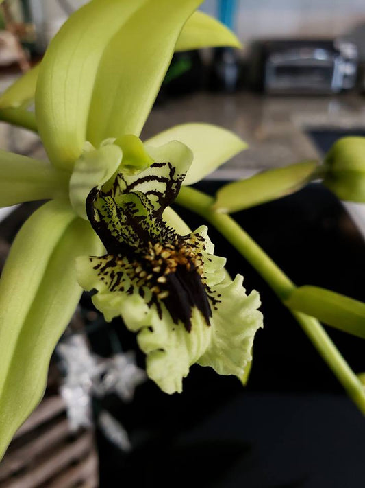 Coelogyne Burfordiense