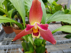 Lyc. Jean Tolliday Kendolie x Angulocaste Red Jade