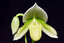 Paphiopedilum Pat Rowland X Paph. Philippinense Var. Album'2015'