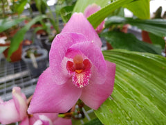 Lyc. (Geyser Gold x Shonan Harmony) x Lyc. Rakuhoku