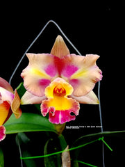 Pack of 14 Beautiful Cattleya Hybrids with FREE SHIPPING!