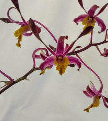 Dendrobium Loraines Delight Tricia x Den. Kuranda Blue