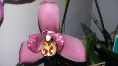 Lycaste deppei x Lycaste Kiama '123' (FLASK 25+ PLANTS)