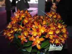 Cattlianthe Varut Startrack (Fragrant Flowering Size)