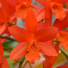 Cattleya Trick or Treat 'Jaffa' X C. Tigrina X Topaz Lullaby 'Bold & Spotty'