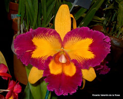 TOP - Rlc. Golf Rainbow X Rlc. Jac Golden Peacock (Cattleya Hybrid)