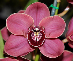 Cymbidium. Fleming Pepper Dural x Cymbidium. Amorosi Elinox