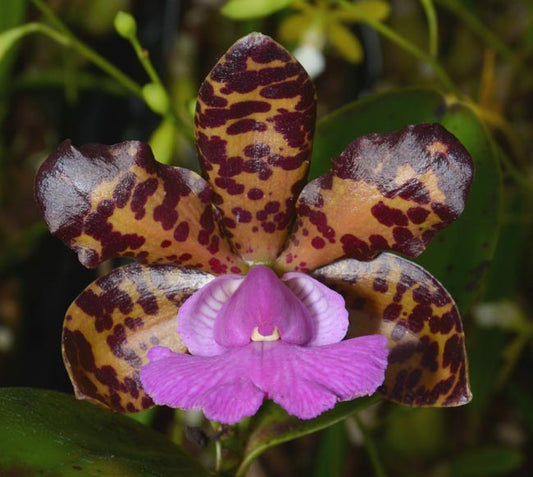 Cattleya Comets Tail (Cattleya aclandiae × Cattleya Landate)