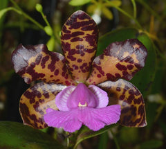 Cattleya Comets Tail (Cattleya aclandiae × Cattleya Landate)