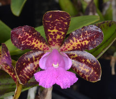 Cattleya landate 'SVO' X Cattleya Comets Tail 'SVO' (Spotty Beauty)