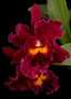 Rlc. Sanyung Ruby (Fragrant)