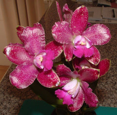Orchid Flask ( Spotted Cattleya- C. Waianae Leopard X Jungle Gem X Ollies Folly)