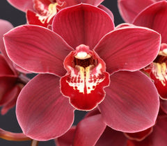 Cymbidium Vanessa Amorosi Elinor X Cym. Flamming Pepper Dural
